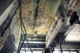 Best Forensic Mold Investigation  in Bonanza, GA